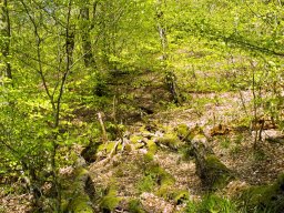 IMGP7315_fandet_trae